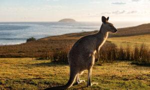 Australian Politicians Urge US Senators to Reject Kangaroo Import Ban
